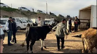 Сангали як Букачаша фурухт бубинед чанд рафт ?  🐂 🐂 🐃👍🏼👍🏼👍    26 марта 2024 г.