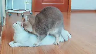 Котячье порно