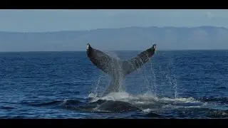 Whale Stranding (Raw Footage)