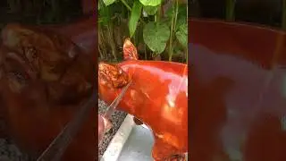 TES KRIUK BABI GULING PALING VIRAL