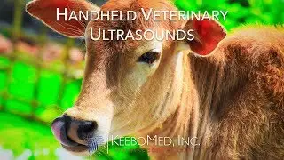 Handheld Veterinary Ultrasounds Collection | KeeboVet