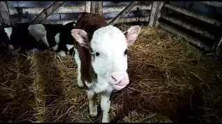 How to properly fatten calves from birth? 0-1 month. No. 2