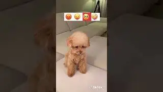 TikTok Lite