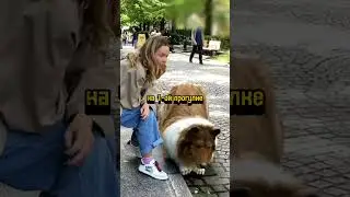 Японец превратил себя в собаку за $20000 #новости