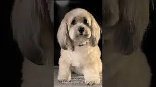 Keep Pets Calm This 4th of July! Unruffled CBD for Dogs