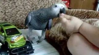papagei,  żako, Жако Кима, 7 мес. Играем в машинки