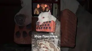Игра Престолов и АМСТАФФ 