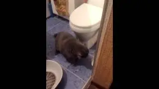 кот бьется с отражением в зеркале.