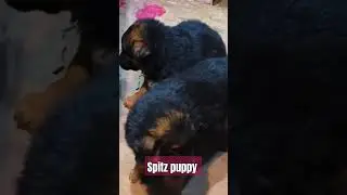 gsd #spitze puppy's #subscribe #comments #share