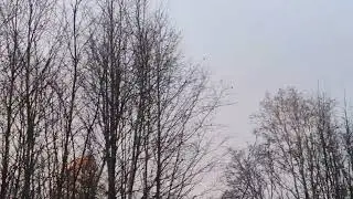 Запах лисы
