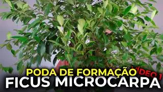 PODA DE FORMAÇÃO EM BONSAI DE FIGUEIRA | Ficus Microcarpa 6 | Vídeo 2