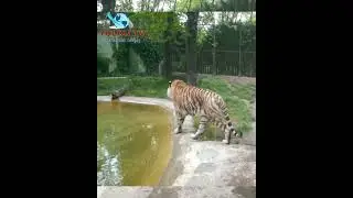 I Of The Tiger