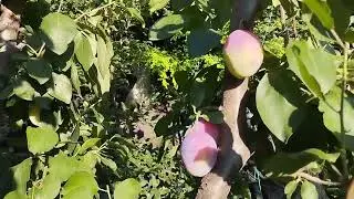 Second plum pinching on August 3rd