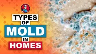 Types Of Mold In Homes 🦠 | HVAC Training 101