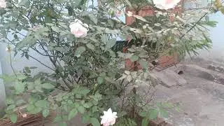 সাদা গোলাপ ফুল