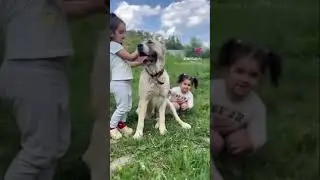 Выпускница ТИМЕРТАШ ЮТИЛЬДА ПОДАРОК ЗВЕЗД (Москва) 3 г Дочь Линды и ИлюшиСпасибо владельцам за видео