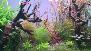 planted aquarium 100x45x45