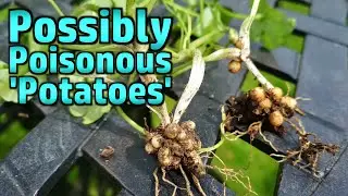 Lesser Celandine Tubers - Edible?  Let's Try Them!