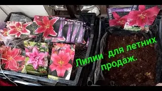 I plant lily bulbs for forcing.