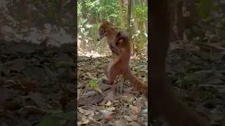 Hilarious Coati Can't Stop Scratching!