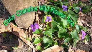 Harvesting Wild Flowers to Make COLOR CHANGING TEA!!!-Immune Boost-Spring Detox