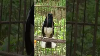 chòe than hót 