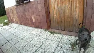 Pejsci - "Já si už umím otevřít" #Italian #greyhound