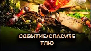 The Ants. Спасите тлю