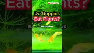Guppy Fish Care - Do Guppies Eat Plants? #fishtank #guppychannel #aquarium
