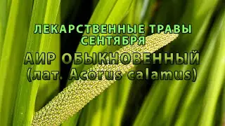 Лекарственные растения сентября "Аир обыкновенный"