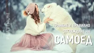 Хранене на Самоед и Правилното му Отглеждане - Съвети от Platinum Bulgaria