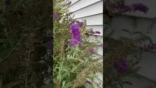 Hummingbird moth on my 6’ tall Dark Knight butterfly bush
