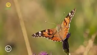 Промо. Канал В Мире Животных. 2023