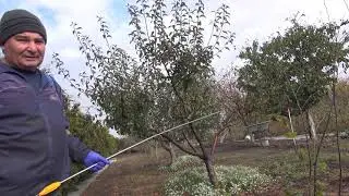 Осенняя обработка сада селитрой .Селитра тоже фунгицид.