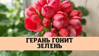 Герань гонит зелень, но не цветёт. Пять причин