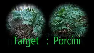 Will we survive?  Foraging in a large Scottish forest.