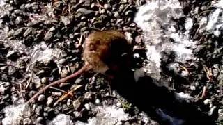 Myodes Glareosus (arvicola dei boschi o rossastra)