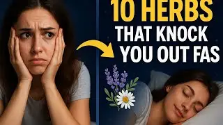 10  Herbal Sleep Remedies for Your Best Night Ever