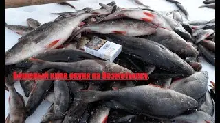 Бешеный клев окуня на безмотылку.