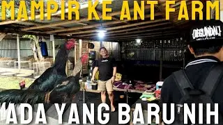 MAIN KE KANDANG ANT FARM SEKALIAN MAU TAU PROJEK BARU APA YANG LAGI DI KERJAIN HEHE !