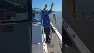 LINDOS DORADOS EN ZONA DE ISLAS.#pesquero #fishing #pesqueria #pescadores #pescador#dorados#tarucha