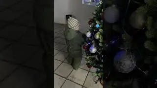 Улюблена ялинка 🌲😃