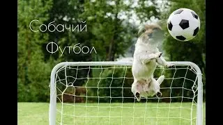 Собачий футбол