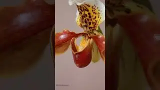 #pafiopedilum #orchid #orchids #пафиопедилум #орхидея