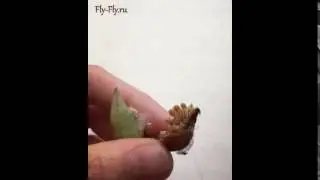Куколки тропических бабочек