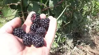 Ежевика Бронко Деликато 2021