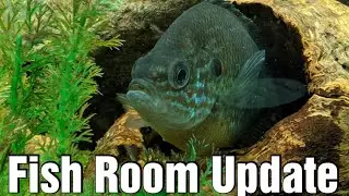 Fish Room Update - Did I leave YouTube?