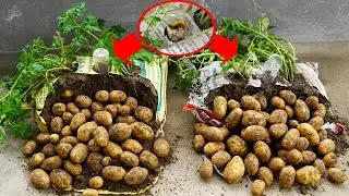 Growing Potatoes This Way Will Surprise You With The Yield