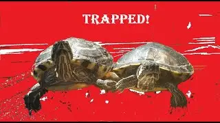 Trapped & Rescued