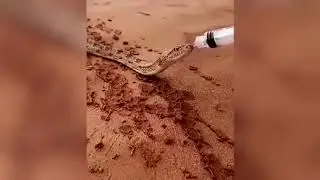 Люди напоили змею в пустыне Прикол